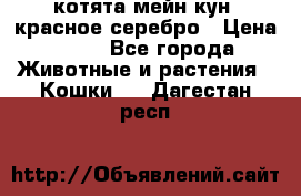 котята мейн кун, красное серебро › Цена ­ 30 - Все города Животные и растения » Кошки   . Дагестан респ.
